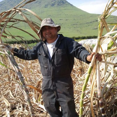Farmer in Sugar Cane Field